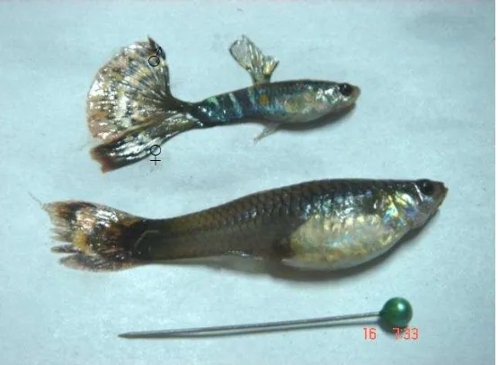 Gambar 1. Persentase anak ikan gapi (Poecilia reticulata Peters) berkelamin  jantan pada masing-masing perlakuan