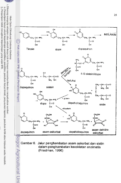 Gambar 6. Jalur penghambatan asam askorbat dan sistin 