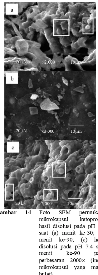 Gambar  14 Foto SEM permukaan mikrokapsul ketoprofen diperoleh lebih tahan asam, pengujian disolusi dengan profil kinetika pH lambung yang 