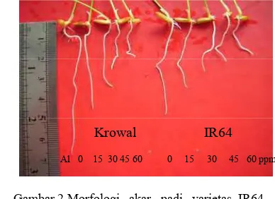 Gambar 3 Rata-rata  pertambahan  panjang akar  padi   varietas   IR64    dan    Krowal  selama  mendapat cekaman Al  0, 15,  30,  45, dan  60 ppm  selama  24 jam