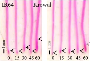 Gambar 5 Analisis   histokimia  peroksidasi   lipid pada  akar    padi     varietas   IR64  dan   Krowal setelah perlakuan Al   0, 15, 30,  45, dan 60  ppm selama 24  jam