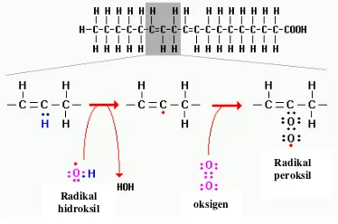 Gambar 1 Tahapan      proses      terjadinya    peroksidasi pada lipid membran. 