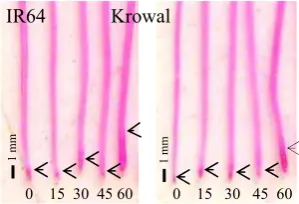 Gambar 5 Analisis   histokimia  peroksidasi   lipid pada  akar    padi     varietas   IR64  dan   Krowal setelah perlakuan Al   0, 15, 30,  45, dan 60  ppm selama 24  jam