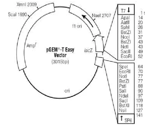 Gambar 8 Peta plasmid pGEMT-Easy (Promega) 