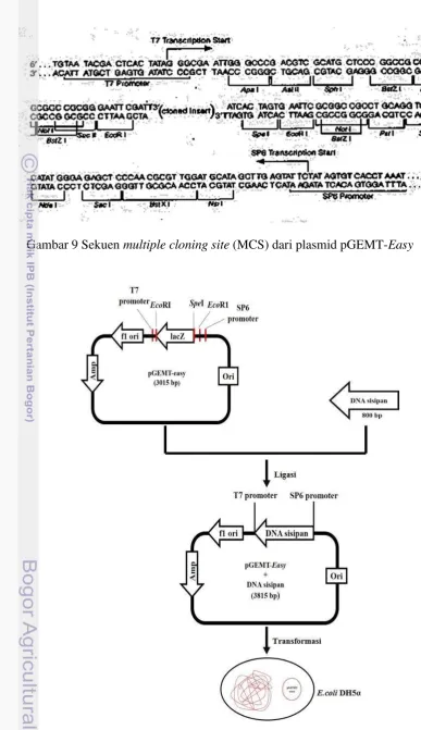 Gambar 9 Sekuen   multiple cloning site (MCS) dari plasmid pGEMT-Easy  