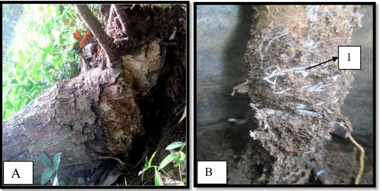 Gambar 2.1 Serangan jamur akar putih pada tanaman karet: A. Akar tumbang akibat serangan JAP