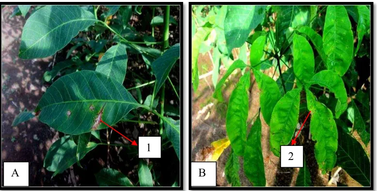 Gambar 2.2 Serangan jamur patogen pada daun tanaman karet: A. Daun terserang Corynespora sp., B