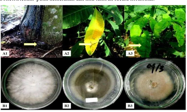 Gambar 4.1 Hasil isolasi jamur patogen tanaman karet A. Sumber isolat (→1. Hifa R. lignosus 2