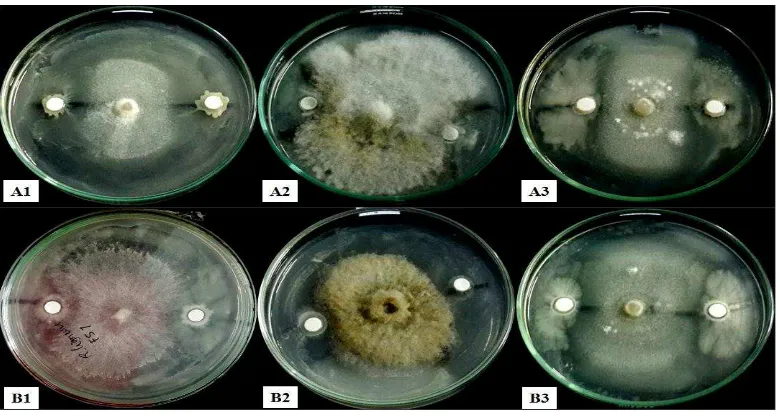 Gambar 4.2 Uji antagonis bakteri kitinolitik A. Isolat FS 4 terhadap 1.R.  lignosus 2