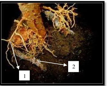 Gambar 4.5 Hasil infeksi dari R. lignosus pada akar bibit karet: 1. Akar, 2. Miselium R