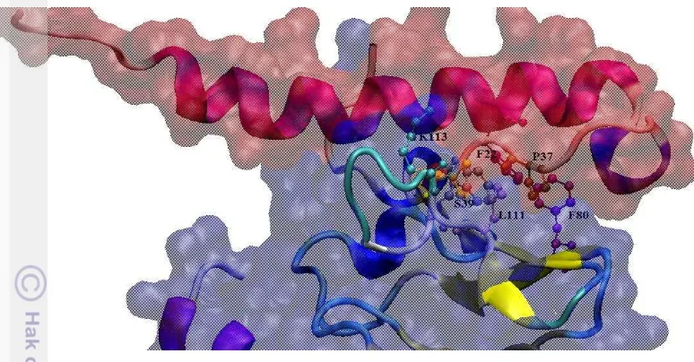 Gambar 4.4 Interaksi antar asam amino pada hasil penambatan protein 