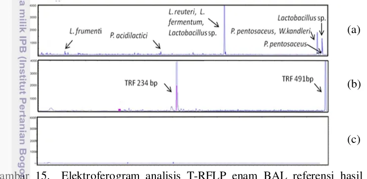 Gambar 15.  Elektroferogram analisis T-RFLP enam BAL referensi hasil 