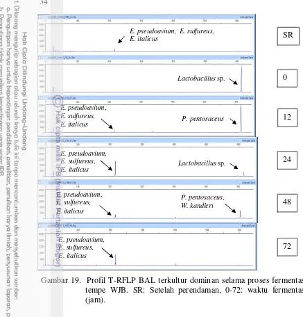 Gambar 19.  Profil T-RFLP BAL terkultur dominan selama proses fermentasi 