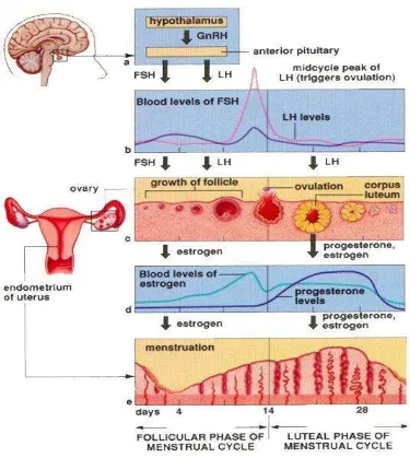 Gambar 1. Hormon Saat Menstruasi (intanriani.wordpress.com) 