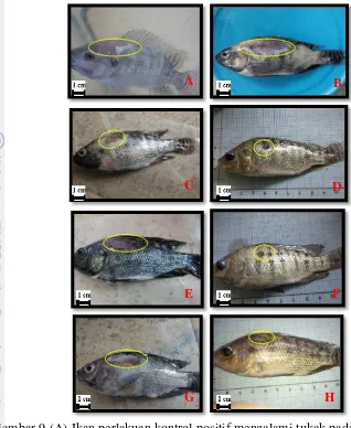 Gambar 9 (A) Ikan perlakuan kontrol positif mengalami tukak pada hari ke-3, (B) Ikan mati sebelum hari ke-10, (C) Ikan perlakuan 0,8% (P1) mengalami tukak pada hari ke-4, (D) Ikan mengalami penyembuhan pada hari ke-10, (E) Ikan perlakuan 1% (P2) mengalami tukak pada hari ke-4, (F) Ikan mengalami penyembuhan pada hari ke-10, (G) Ikan perlakuan 1,2% (P3) mengalami tukak pada hari ke-4, (H) Ikan mengalami penyembuhan pada hari ke-10 
