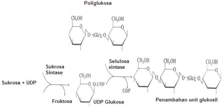 Gambar 2. Biosintesis selulosa (Bohinsky, 1987) 
