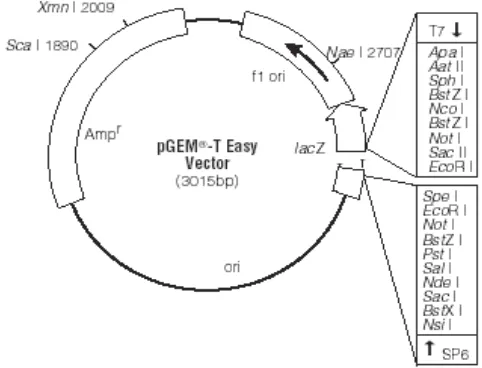 Gambar 4. Peta vektor pGemT-Easy (Promega, 2005) 