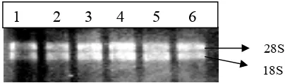 Gambar 6. Sintesis cDNA dari sengon 