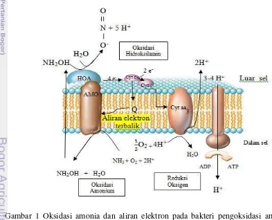Gambar 1 Oksidasi amonia dan aliran elektron pada bakteri pengoksidasi amonia. Keterangan: Cyt c periplasma berbeda dengan cyt c pada membran, AMO: amonia monooksigenase, HAO: hidroksilamin oksidoreduktase, Q: ubiquinon (Madigan et al