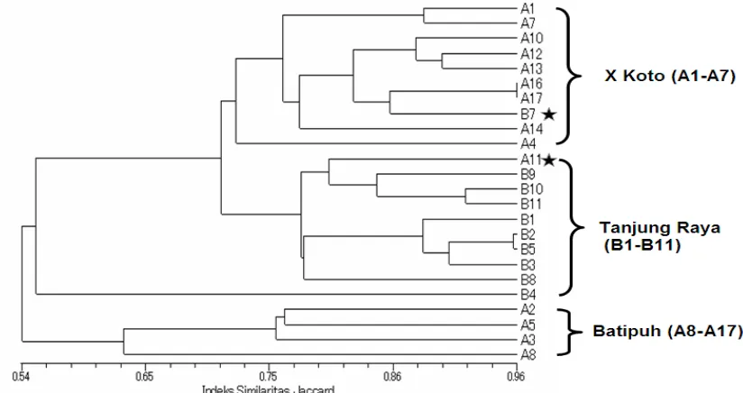 Gambar 3. Fenogram analisis cluster (UPGMA) data RAPD pada individu-individu M. macroura dari 3 populasi (X Koto, Batipuh dan Tanjung Raya)