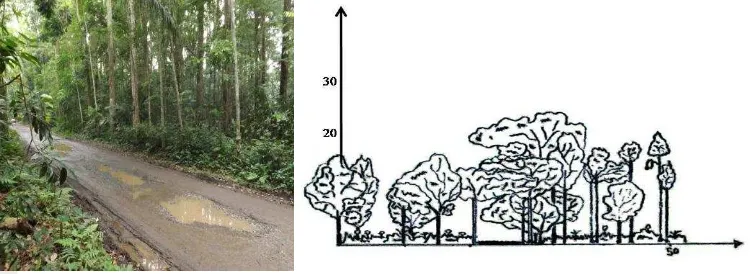 Gambar 3  Kondisi dan profil habitat sekitar jalan hutan 