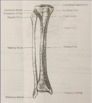 Gambar 10. Tulang tibia dan fibula kanan, (Ethel Sloane anatomi dan fisiologi untuk pemula, 111:2004, EGC) dalam buku (Setiadi, 2007:296)