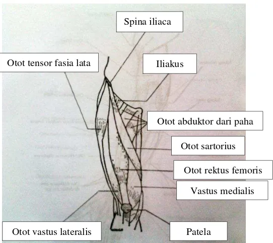 Gambar 11. Otot – otot yang terdapat pada tungkai atas (sumber : Pearce C. Evelyn 2002 : 113)