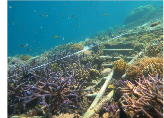 Gambar 5. Lokasi Transplantasi Karang minipyramid di Pulau Karya 