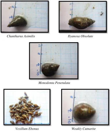 Gambar 4.  Jenis-jenis Makrozoobenthos di Lokasi Keramba Jaring Apung. 
