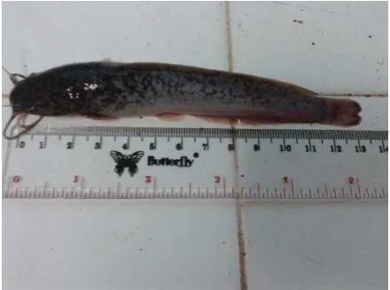 Gambar 2. Ikan Lele Sangkuriang (Sumber: Dokumentasi Pribadi) 