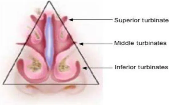 Figure 2.2: Turbinates part in nasal cavity area 