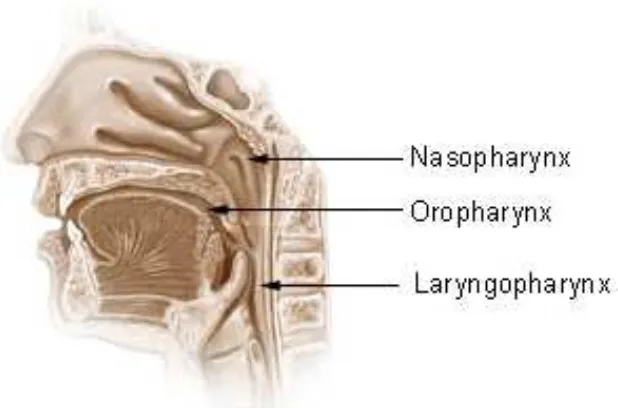 Figure 2.3: Location of nasopharynx 