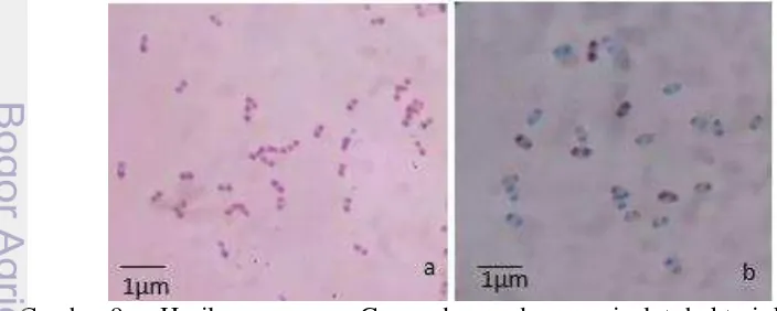 Gambar 8   Hasil uji daya hambat bakteri kitinolitik BSEP.3 terhadap cendawan 