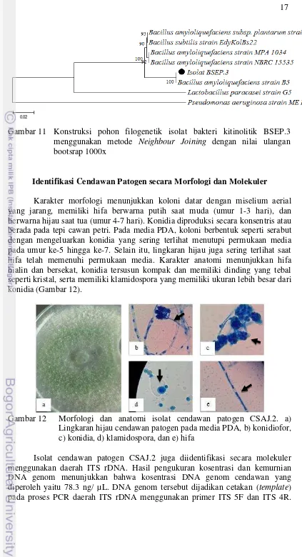 Gambar 11 Konstruksi pohon filogenetik isolat bakteri kitinolitik BSEP.3 