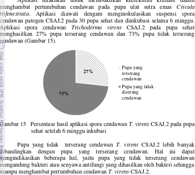 Gambar 15   Persentase hasil aplikasi spora cendawan  T. virens CSAJ.2 pada pupa 