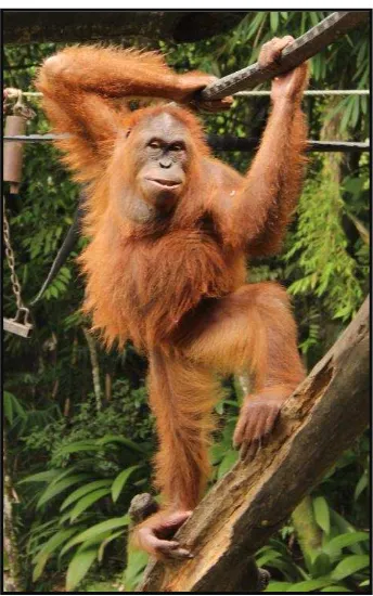 Gambar 1.  Orangutan sumatera, Maya, di Taman Safari Indonesia, Bogor 
