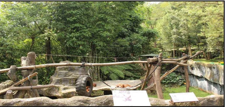 Gambar 3.  Kandang peragaan orangutan sumatera di Taman Safari   Indonesia, Bogor 