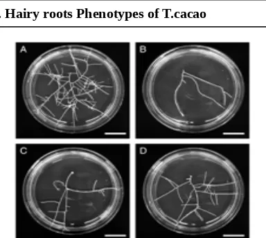 FIG. 4. Different phenotypes of cacao hairy root clones in comparison with non-transformed roots (control)