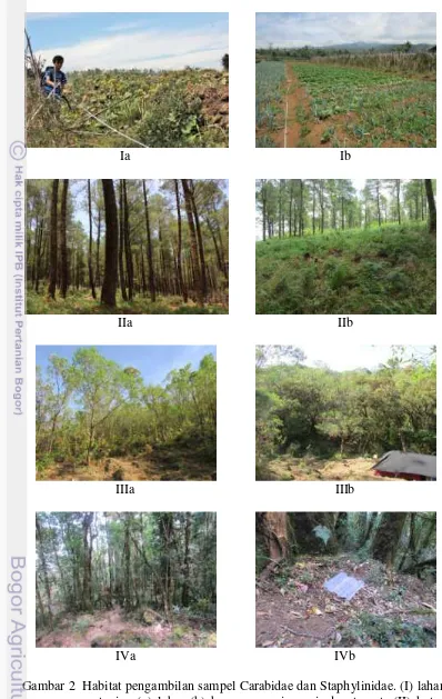 Gambar 2  Habitat pengambilan sampel Carabidae dan Staphylinidae. (I) lahan pertanian (a) labu, (b) bawang perai, sawi, dan tomat; (II) hutan pinus (a) pemandangan umum, (b) tumbuhan paku; (III) hutan campuran (a) hutan Eucalyptus, (b) hutan alam; dan (IV)