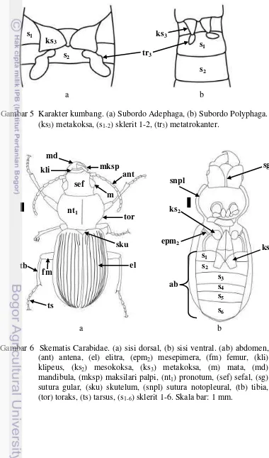 Gambar 6  Skematis Carabidae. (a) sisi dorsal, (b) sisi ventral. (ab) abdomen, (ant) antena, (el) elitra, (epm2) mesepimera, (fm) femur, (kli) klipeus, (ks2) mesokoksa, (ks3) metakoksa, (m) mata, (md) mandibula, (mksp) maksilari palpi, (nt1) pronotum, (sef