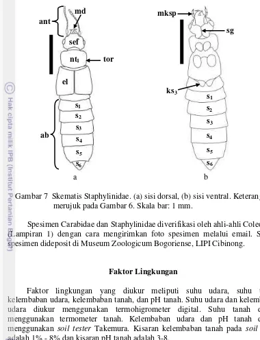 Gambar 7  Skematis Staphylinidae. (a) sisi dorsal, (b) sisi ventral. Keterangan 