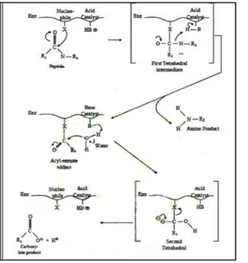 Gambar 5. Mekanisme Umum Hidrolisis Enzimatik Substrat Peptida (Pakpahan,2009).