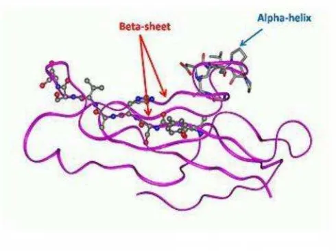 Gambar 6. Struktur sekunder beta-sheet dan alpha-helix protein