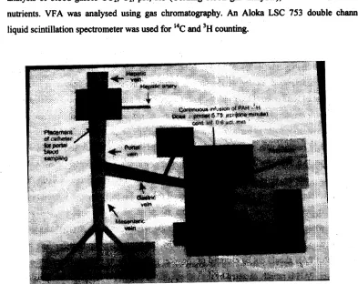 Fig. 1. Schematic Diagram Illustrating the Positions of the Sampling and Infusion Cannulas for the Measurement of Portal Venous Blood Flow by the PAH-Method 