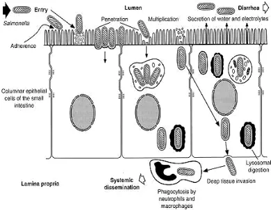 Gambar 5. Infeksi pada mukosa usus oleh bakteri Salmonella (Giannella 1996) 