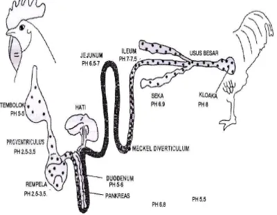 Gambar  6. pH organ dan saluran pencernaan broiler (Gauthier 2002). 