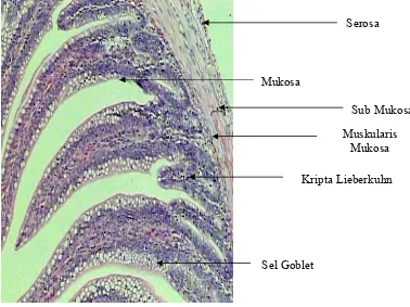 Gambar 7. Gambaran mikroskopis usus halus normal broiler  