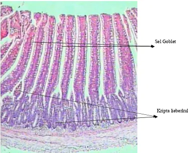 Gambar 16. Gambaran mikroskopis usus halus normal broiler umur 9 hari; pewarnaan Haematoxylin Eosin (HE) (pembesaran obyektif 40x) 