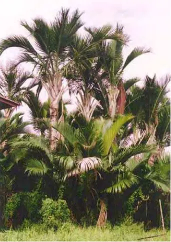Gambar 1. Pohon sagu (Metroxylon sp.) 