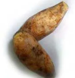 Gambar 2. Ubi Jalar (Ipomoea batatas L) 